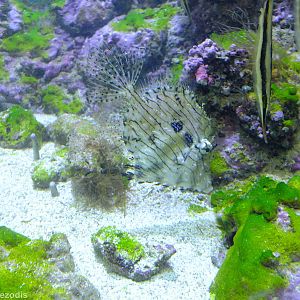 Razorfish, Spotted Garden Eel, and Tassled Filefish - Gdynia Aquarium