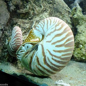 Nautilus - Gdynia Aquarium