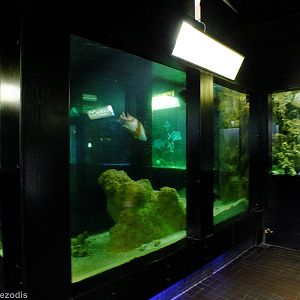 Part of the Aquatic Animals of the World Section - Gdynia Aquarium
