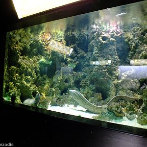 Mixed Moray Tank - Gdynia Aquarium