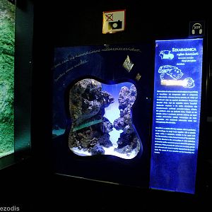 Stonefish Exhibit - Gdynia Aquarium
