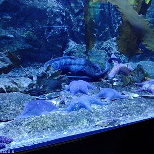 Ocellated Wolf-eel and Others - Gdynia Aquarium