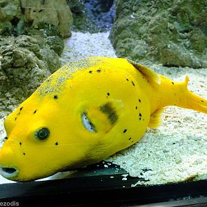 Dog-faced Puffer - Gdynia Aquarium