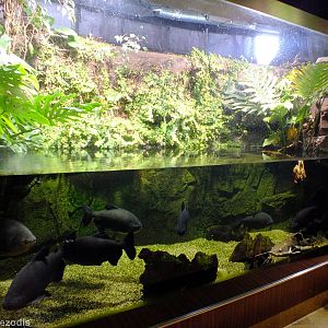 Barred Sorubim, Pacu, and Redtail Catfish Tank - Gdynia Aquarium