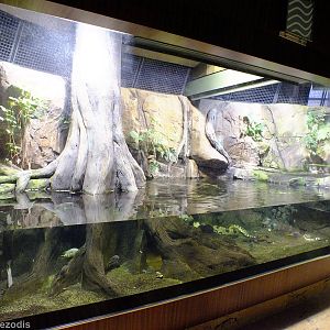 Green Anaconda Tank - Gdynia Aquarium