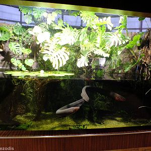 Electric Eel Tank - Gdynia Aquarium