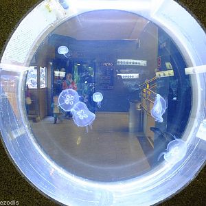 Moon Jelly Tank - Gdynia Aquarium
