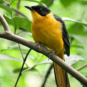 Snowy-crowned robin-chat