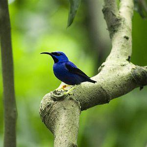 Purple honeycreeper