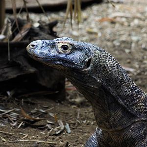 Ganas - Komodo dragon (Varanus komodoensis)