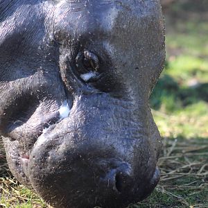 Thug - Pygmy hippopotamus (Chloeropsis liberiensis)