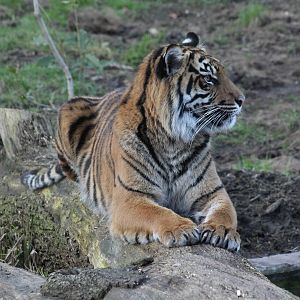 Cinta - Sumatran tiger (Panthera tigris sumatrae)