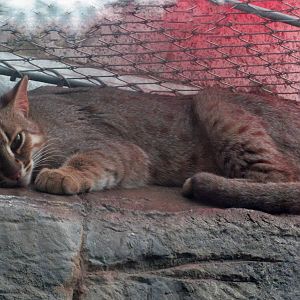 Prince - Rusty spotted cat (Prionailurus rubiginosus)