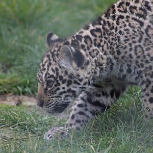 Thor - Jaguar (Panthera onca)