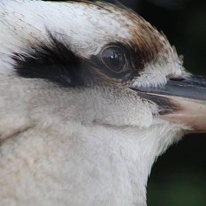 Laughing kookaburra (Dacelo novaeguineae)