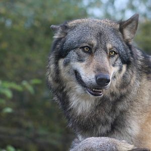 European grey wolf (Canis lupus lupus)