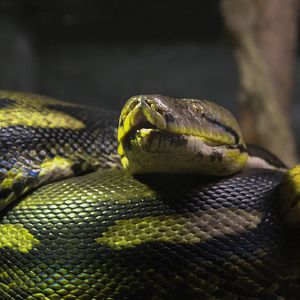 Reticulated python (Python reticulatus)
