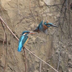 Eurasian kingfishers