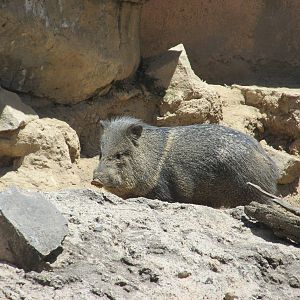collared peccary san juan de aragon zoo