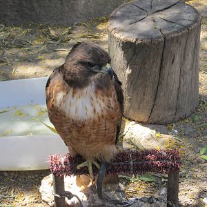 red tailed hawk san juan de aragon zoo