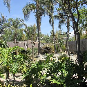 spider monkey exhibit san juan de aragon zoo