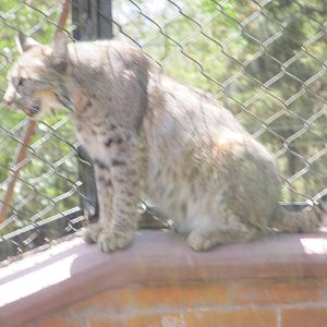 bobcat san juan de aragon zoo