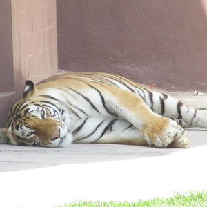 bengal tiger san juan de aragon zoo