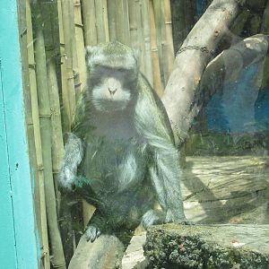 javan macaque san juan de aragon zoo