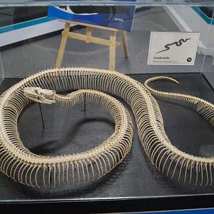 Museum of Natural History, University of Wrocław