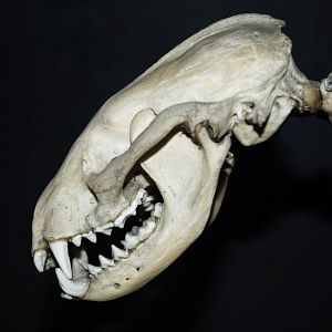 Museum of Natural History, University of Wrocław