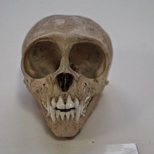 Museum of Natural History, University of Wrocław