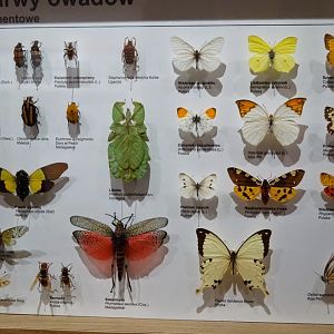 Museum of Natural History, University of Wrocław