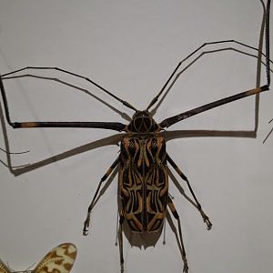 Museum of Natural History, University of Wrocław