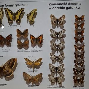 Museum of Natural History, University of Wrocław