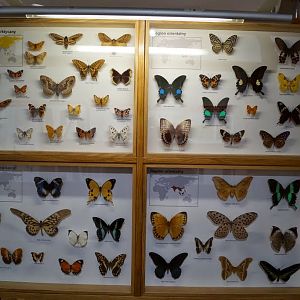 Museum of Natural History, University of Wrocław