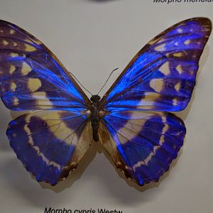 Museum of Natural History, University of Wrocław