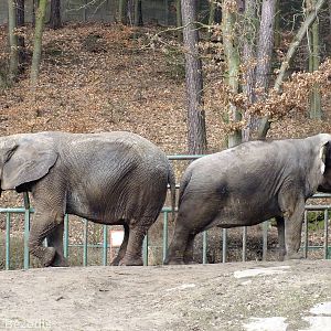 African and Asian Elephants
