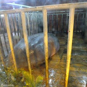 Hippo in Indoor Area