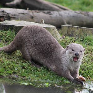 Smooth-coated otter (Lutrogale perspicillata)