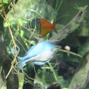 2 Rainbow fish species