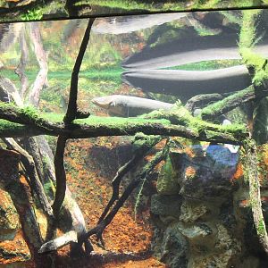 Aquarium Electric eel