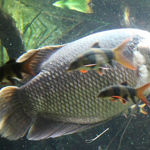 Giant gourami