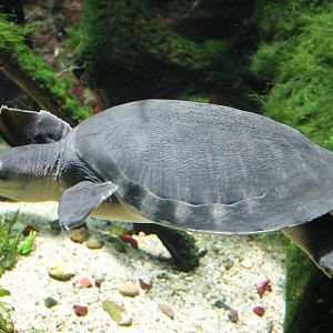 Pig-nosed turtle