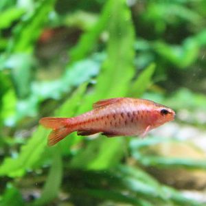 Cherry Barb, Puntius titteya