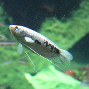 Three-spot gourami