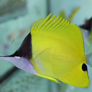 Forcipiger flavissimus