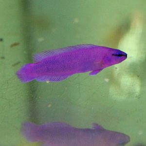 Pseudochromis fridmani