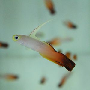 Nemateleotris magnifica