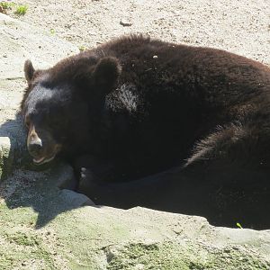 Asiatic Black Bear 150216