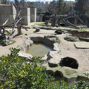 Asiatic Black Bear enclosure 150216
